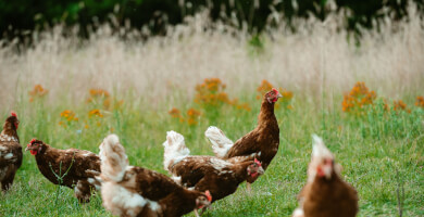 TASIOULAS FREE RANGE EGGS Photo 5