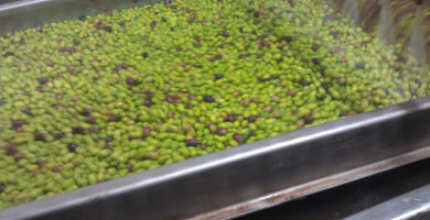 Elidia Selections Chania PGI 500ml Φωτογραφία 