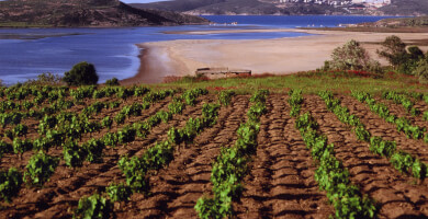 LIMNOS ORGANIC WINES, SAVVOGLOU TSIVOLAS WINERY Photo 3