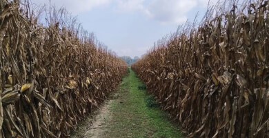 OMADA PARAGOGON DIMITRIAKON A.S. XANTHIS “I ENOSI” Photo 2