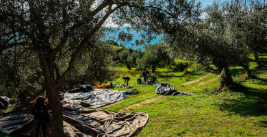 EPIRUS VIOS P.C. Photo 6