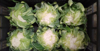 ΚΟΥΝΟΥΠΙΔΙ