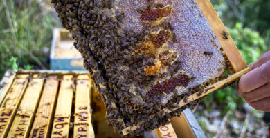 MOURIKI GREEK PREMIUM HONEY SINCE 1960 Φωτογραφία 6