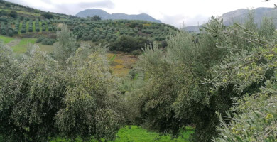 ΠΕΡΑΤΣΑΚΗΣ ΚΩΝΣΤΑΝΤΙΝΟΣ Φωτογραφία 2