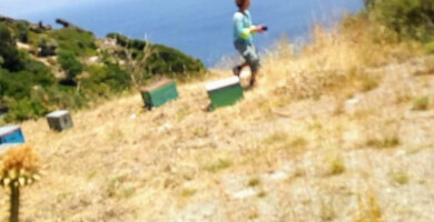 ΑΓΡΟΤΙΚΟΣ ΣΥΝΕΤΑΙΡΙΣΜΟΣ  ΙΚΑΡΙΑΣ Φωτογραφία 4