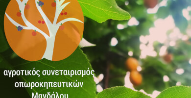 ΒΕΡΙΚΚΟΚΑ