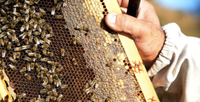 ΓΑΒΑΛΑΣ ΙΩΑΝΝΗΣ ΧΑΡΑΛΑΜΠΟΣ Φωτογραφία 2