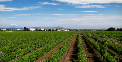 ΚΤΙΜΑ ΑΚRANI (TRIANTAFYLLOPOULOS WINERY) Photo 3