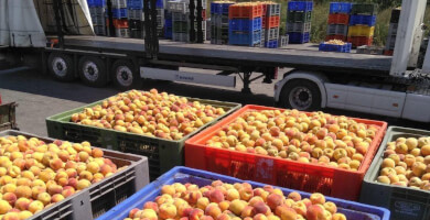 ΕΝΩΣΗ ΠΑΡΑΓΩΓΩΝ ΒΕΓΟΡΑΣ Photo 4