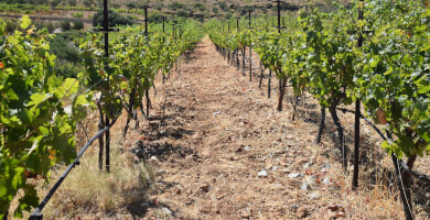 ΗΣΥΧΟΙ ΑΜΠΕΛΩΝΕΣ Φωτογραφία 2