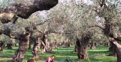 Archetypon Premium E.V.O.O. Φωτογραφία 2