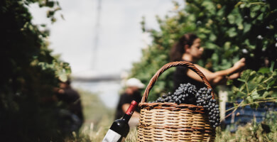 Mavra Nera - Dry Red Wine Photo 