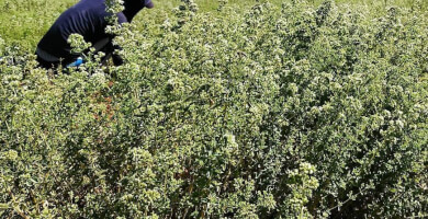 ΡΙΓΑΝΗ 50γρ Φωτογραφία 