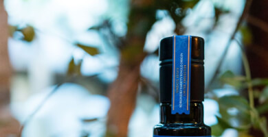 TOMBAZIS OLIVE GROVE Photo 