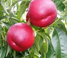 NECTARINES