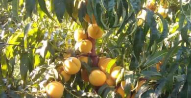 ΕΝΩΣΗ ΠΑΡΑΓΩΓΩΝ ΒΕΓΟΡΑΣ Photo 5