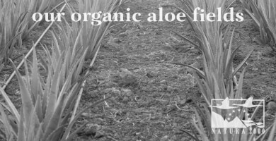 pandrosia 2 Φωτογραφία 3