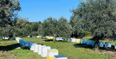 AFESMOS HONEY Φωτογραφία 1