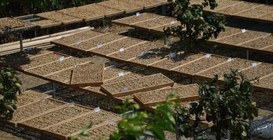 KUMILIO KIMI FIG PRODUCTS Photo 3