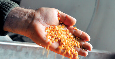 ΜΑΝΩΛΗΣ ΚΩΒΑΙΟΣ ΦΑΒΑ ΣΧΟΙΝΟΥΣΑΣ Φωτογραφία 1