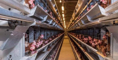 DANOPOULOS FARM Φωτογραφία 3