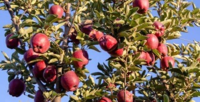 A.S. FROUTON- LACHANIKON- OPOROKIPEYTIKON VELINAS KORINTHIAS "AGIA PARASKEVI" Photo 1