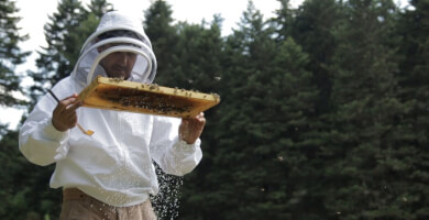 ΑΞΙΟΝ ΕΣΤΙ - ΒΙΟΛΟΓΙΚΗ ΜΕΛΙΣΣΟΚΟΜΙΑ Φωτογραφία 3