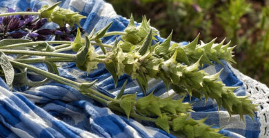 SEVI EXCEPTIONAL BOTANIC Φωτογραφία 4