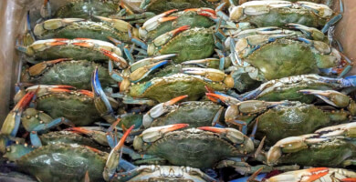 Μπλε καβούρι καθαρισμένο σε κεσεδάκι