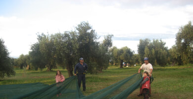 ORGANIC GREEN EVOO Photo 2