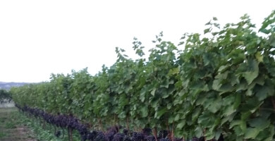 NATSIOS ATHANASIOS DISTILLERY Photo 2