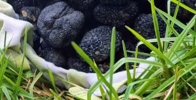 truffles