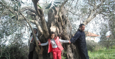 BIO GREEN OLIVE OIL Photo 4