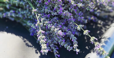 Lavender oil