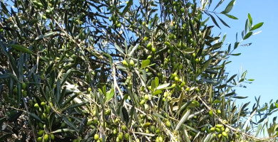 ORGANIC GREEN EVOO Photo 6