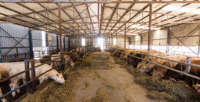 ΑΡΒΑΝΙΤΗΣ ΑΕ Φωτογραφία 1