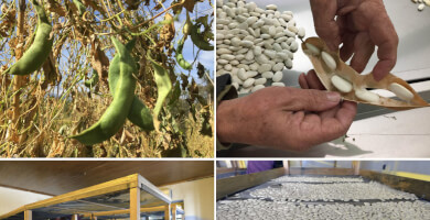 Giant Beans of Laista Zagori Photo 3