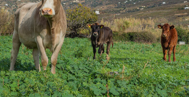 ΑΛΛΑΝΤΟΠΟΙΕΙΟ ΑΦΟΙ ΤΡΙΔΗΜΑ Φωτογραφία 1