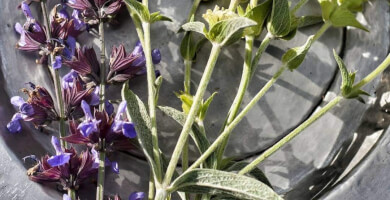 SEVI EXCEPTIONAL BOTANIC Φωτογραφία 2