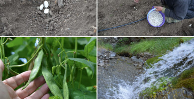 Giant Beans of Laista Zagori Photo 2