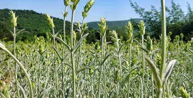 ΤΣΑΙ ΤΟΥ ΒΟΥΝΟΥ 20γρ Φωτογραφία 