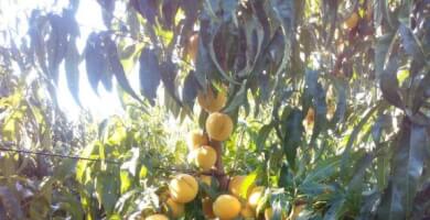 ΕΝΩΣΗ ΠΑΡΑΓΩΓΩΝ ΒΕΓΟΡΑΣ Photo 6