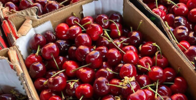 ΑΣΚ ΒΟΡΑΣ | ΟΜΑΔΑ ΚΕΡΑΣΟΠΑΡΑΓΩΓΩΝ Φωτογραφία 3