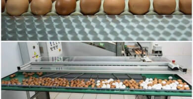 DANOPOULOS FARM Φωτογραφία 4