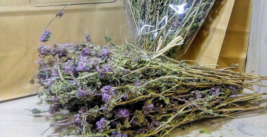 Pennyroyal