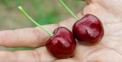 Cherries | LAPINS