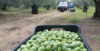 THALLON Φωτογραφία 2