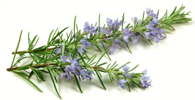 Δενδρολίβανο