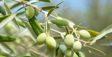 Elidia Selections Chania PGI 500ml Φωτογραφία 