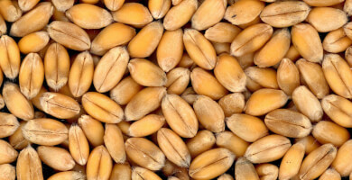 ΣΙΤΑΡΙ ΣΚΛΗΡΟ